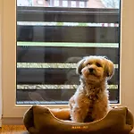 Harzer Wiesenblick, Bis 2 Hunde Willkommen, W-lan, Sauna, Dtv 4 Sterne, 3 Pfoten